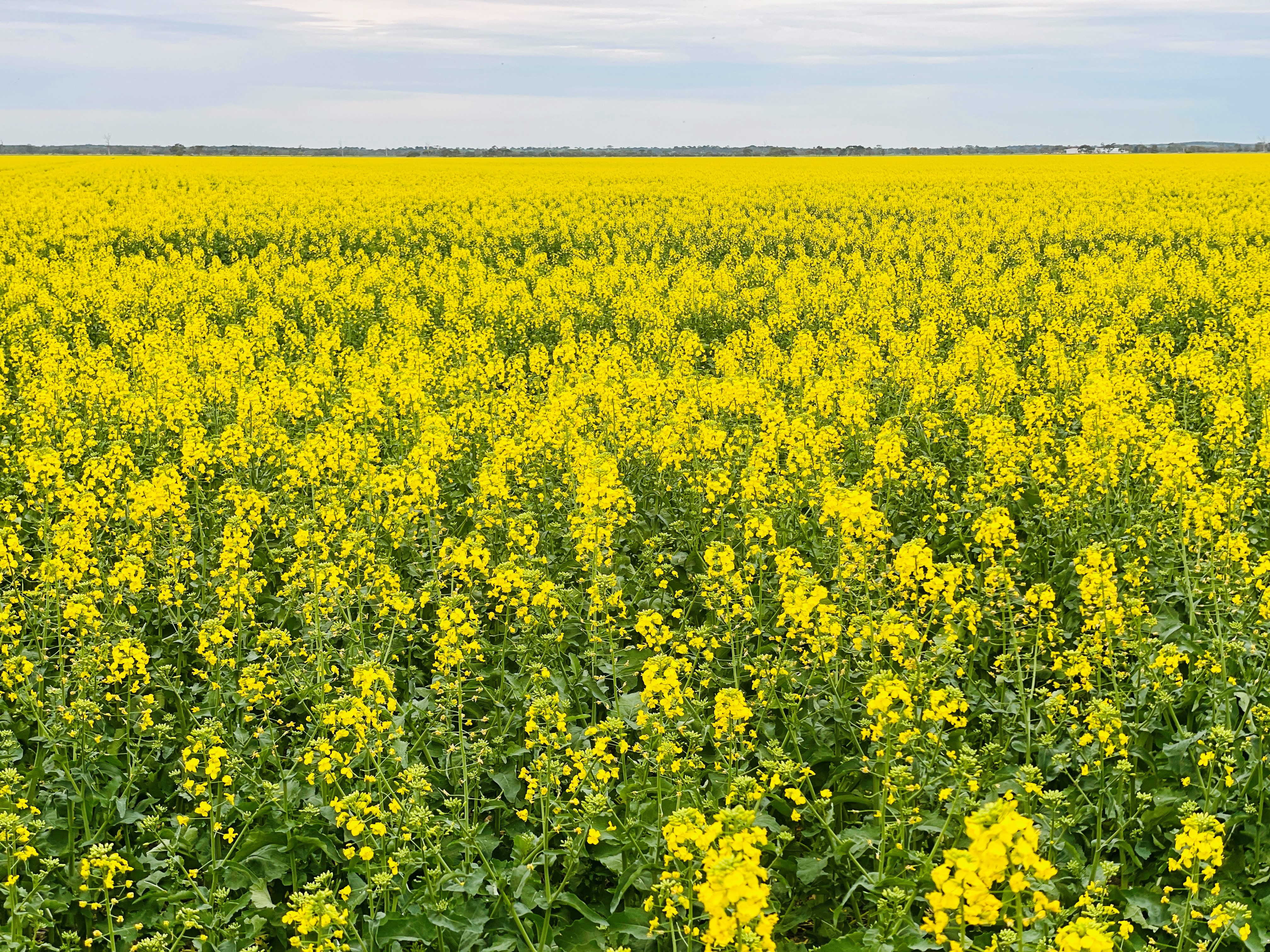 Canola.jpg